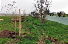 Plantation d'arbres - Gite Grand Breizh à Bétahon